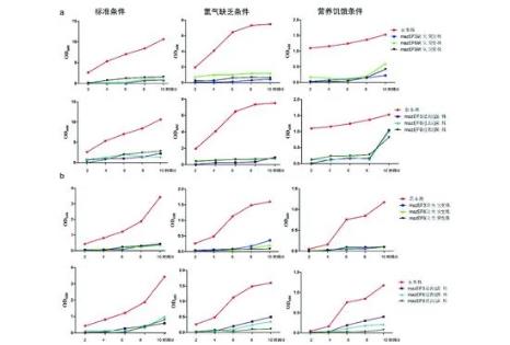 北京及非北京基因型结核分枝杆菌的生长曲线与基因表达差异