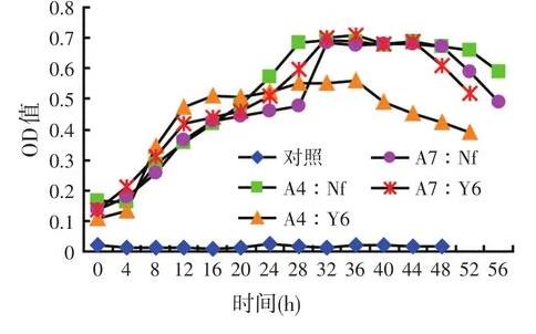 高效乳酸菌和纤维素分解菌混合培养是否会相互抑制生长？