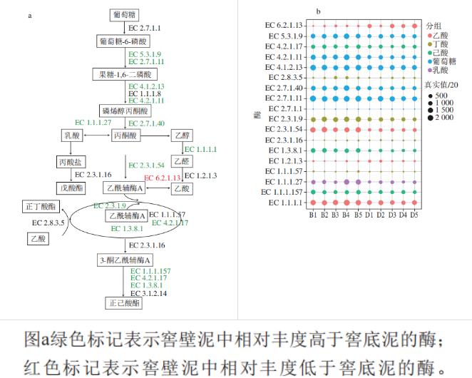 浓香型白酒窖底泥和窖壁泥细菌群落结构差异性分析