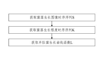 羊肚菌菌丝生长程度的识别分析方法及选育