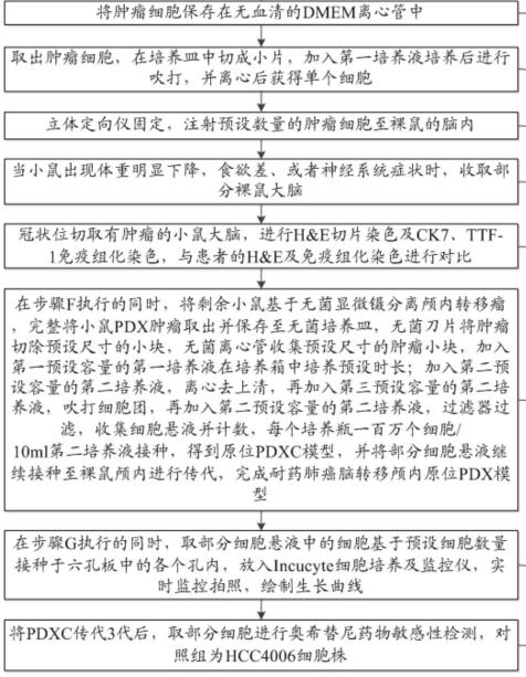 奥西替尼耐药肺癌脑转移颅内的原位PDX模型构建方法