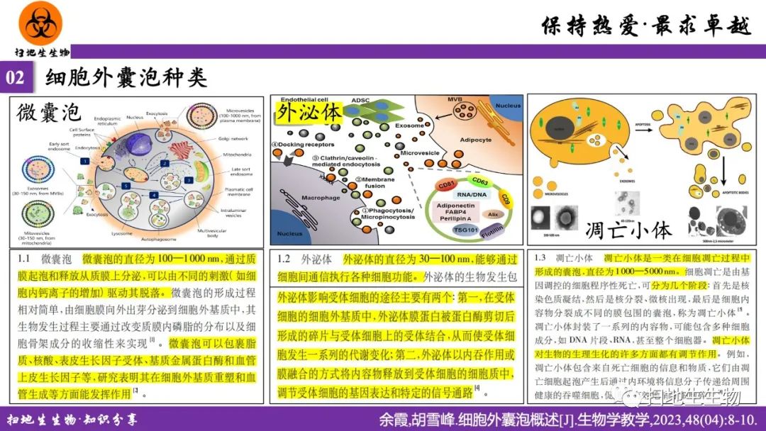 ​细菌外膜囊泡研究、种类及应用