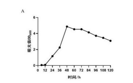 摩加夫芽孢杆菌在防治水稻稻瘟病方面的应用进展
