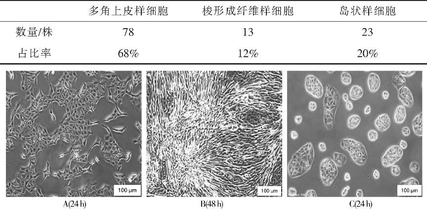 MDCK单克隆细胞复苏活率、生长状态、生长速度和生长形态研究