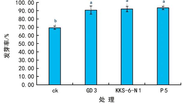 根际细菌菌株可提高辣、及花生种子发芽率，促进幼苗生长