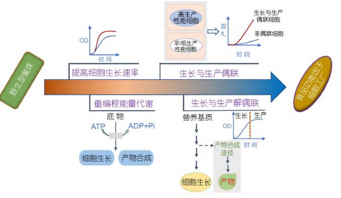 微生物合成食品功能因子方法、研究策略和进展（一）