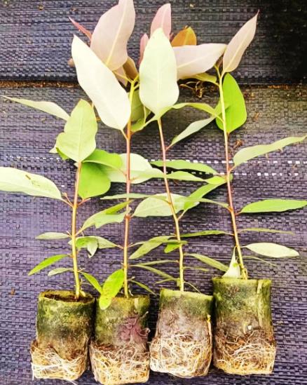 桉树接种促生菌分类、对林木生长影响