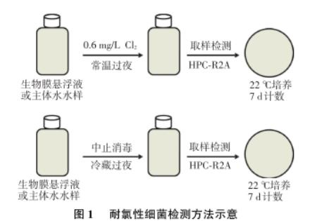 东北某市寒区湖库型主体水和生物膜中耐氯菌数目、再生长现象研究（一）