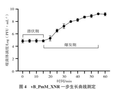 犬奇异变形杆菌及其噬菌体分离鉴定、生长曲线及药敏试验（三）