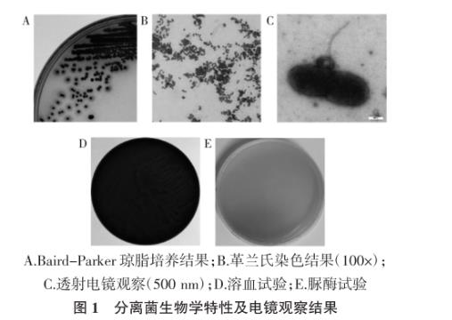 犬奇异变形杆菌及其噬菌体分离鉴定、生长曲线及药敏试验（一）