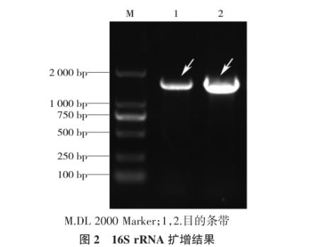 犬奇异变形杆菌及其噬菌体分离鉴定、生长曲线及药敏试验（二）