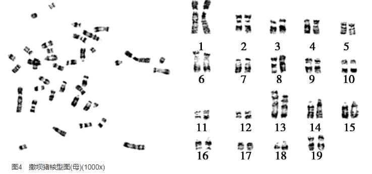撒坝猪耳缘组织成纤维细胞系生长曲线、生物污染检测结果——结果与分析、讨论