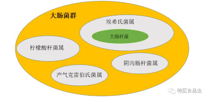 肠杆菌、大肠杆菌、大肠菌群三者有什么区别？如何区分开来？