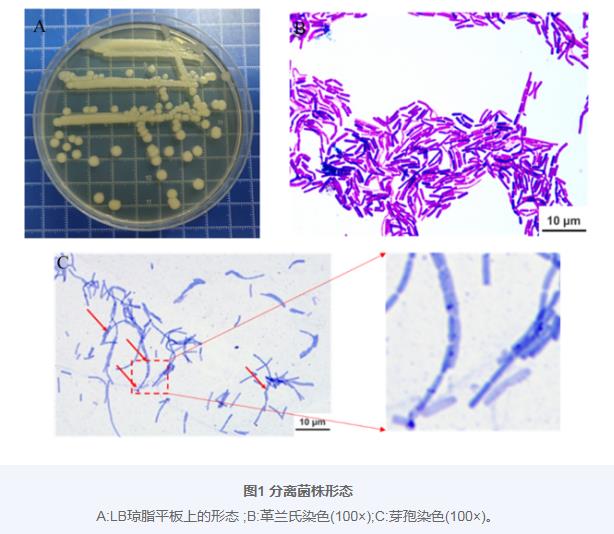 巨大芽孢杆菌BM24生长曲线、耐药性、益生潜力评估及药敏试验（一）