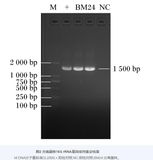 巨大芽孢杆菌BM24生长曲线、耐药性、益生潜力评估及药敏试验（二）