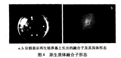 罗尔阿太菌生长曲线、原生质体制备条件及融合技术（四）