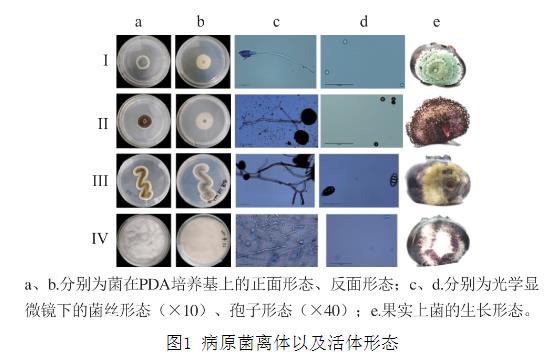 25种天然植物精油对蓝莓致病菌生长曲线、抑制作用（一）