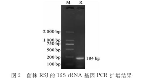 水貂肠道乳酸杆菌RSJ生长曲线及产酸、药敏试验结果（二）