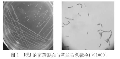 水貂肠道乳酸杆菌RSJ生长曲线及产酸、药敏试验结果（一）
