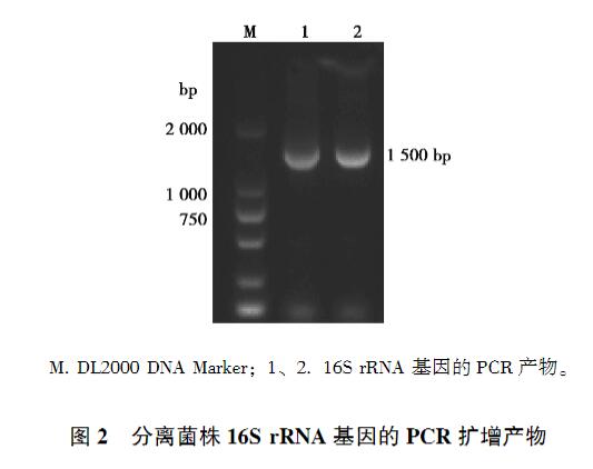 鸡印第安纳株沙门菌生长、致病性及药物敏感性研究（一）