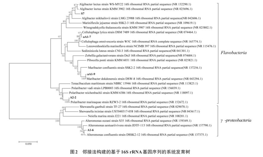 浒苔多糖降解微生物采集、分离、筛选、鉴定及生长曲线测定（二）