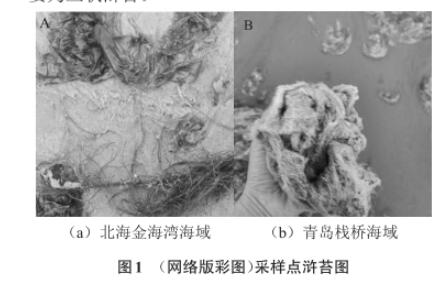 浒苔多糖降解微生物采集、分离、筛选、鉴定及生长曲线测定（一）
