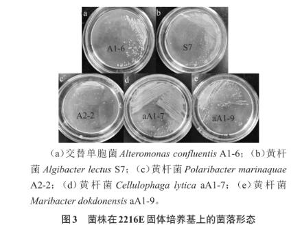 浒苔多糖降解微生物采集、分离、筛选、鉴定及生长曲线测定（三）