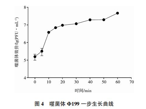 大肠杆菌噬菌体Φ199一步生长曲线、与盐酸克林霉素体外联合应用效果（三）