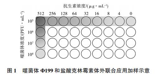大肠杆菌噬菌体Φ199一步生长曲线、与盐酸克林霉素体外联合应用效果（一）