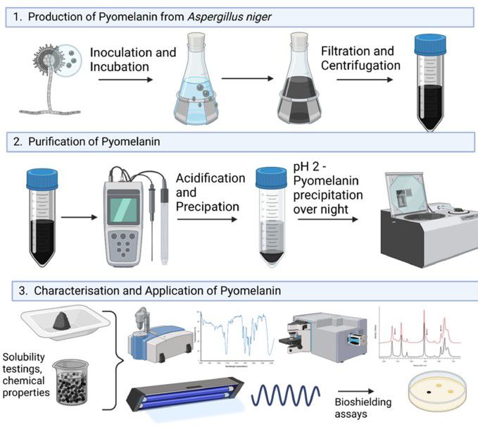 黑曲霉中幽黑素合成途径、生产、纯化及对UV-C辐射的防护能力