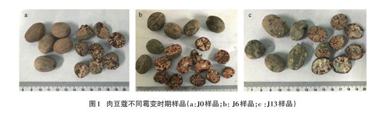 不同霉变时期肉豆蔻饮片需氧菌、霉菌、酵母菌菌落总数统计（一）