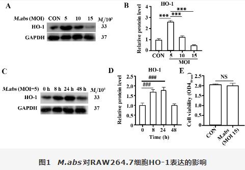 脓肿分枝杆菌胞内菌落计数、对RAW264.7细胞血红素氧化酶1调控自噬影响（一）