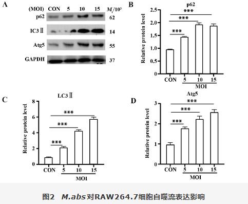 脓肿分枝杆菌胞内菌落计数、对RAW264.7细胞血红素氧化酶1调控自噬影响（二）