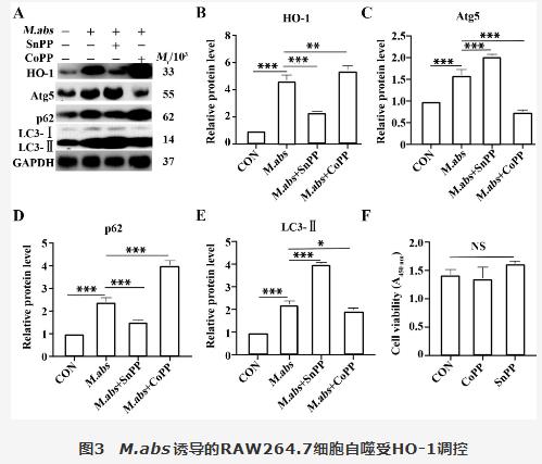 脓肿分枝杆菌胞内菌落计数、对RAW264.7细胞血红素氧化酶1调控自噬影响（三）