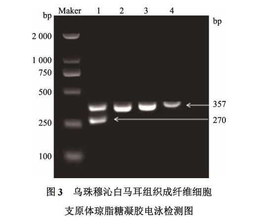 白马耳组织成纤维细胞体外培养、冷冻前及复苏后存活率、生长曲线绘制（二）