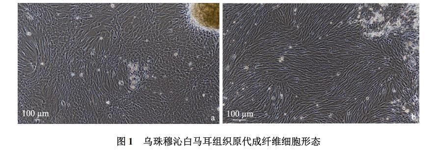 白马耳组织成纤维细胞体外培养、冷冻前及复苏后存活率、生长曲线绘制（一）