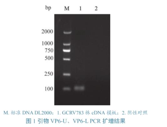 草鱼呼肠孤病毒培养与滴度测定、及在草鱼、CIK细胞上的生长特性研究（二）