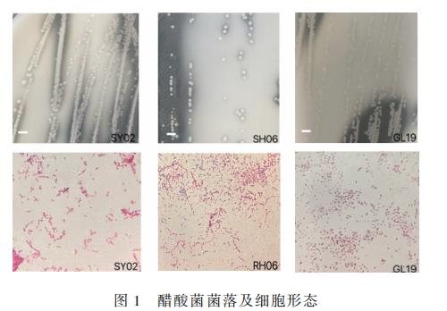 不同乙醇、乙酸、氯化钠、浓度对小米醋发酵过程中醋酸菌生长曲线的影响（一）