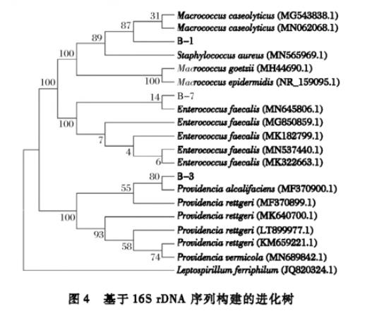 生食大眼金枪鱼中生物胺产生菌分离纯化、菌落总数、生长曲线及形状鉴定（三）