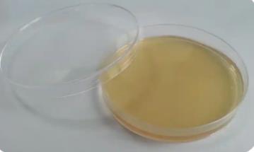 什么是不可培养微生物？原因是什么