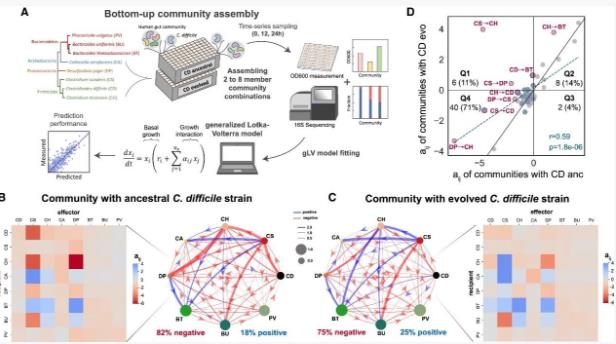 量化人类肠道菌种对艰难梭菌长期生长的影响（四）