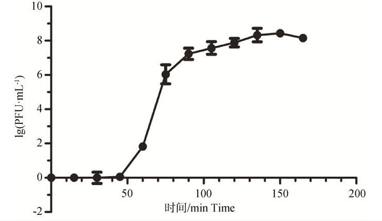 携带抗生素耐药基因沙门菌P1噬菌体-质粒效价、形态、一步生长曲线及最适温度（二）