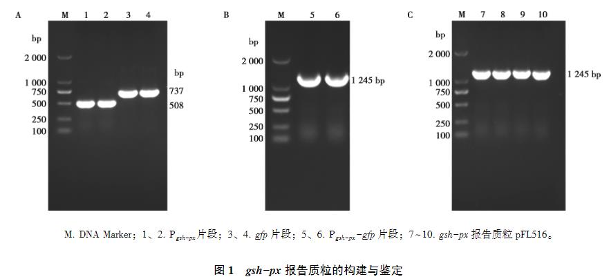 lmo1508/lmo1509基因缺失对单增李斯特菌生长曲线、抗氧化应激能力的影响（二）