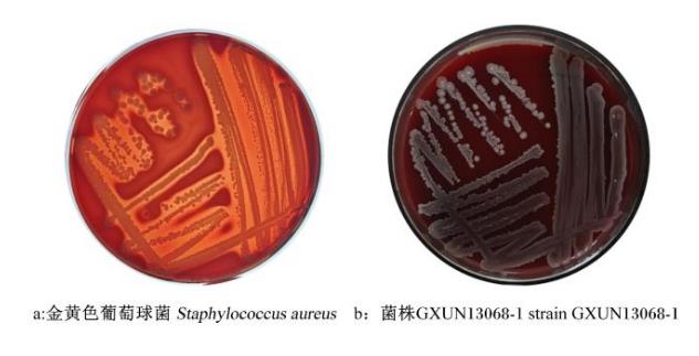 牛源解淀粉芽孢杆菌产纤维素酶活力测定、抗逆性及药敏试验（三）