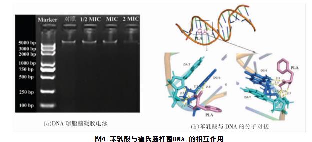 苯乳酸对霍氏肠杆菌生长曲线、细胞凋亡、抑制活性、DNA的影响（三）