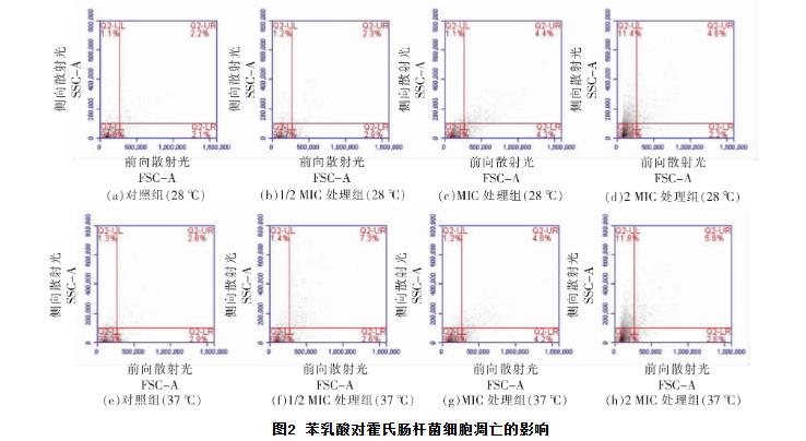 苯乳酸对霍氏肠杆菌生长曲线、细胞凋亡、抑制活性、DNA的影响（二）