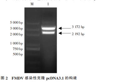 O 型口蹄疫病毒 3D 突变体重组 FMDV 的鉴定及生长曲线的测定(一) O 型口蹄疫病毒 3D 突变体重组 FMDV 的鉴定及生长曲线的测定(一)