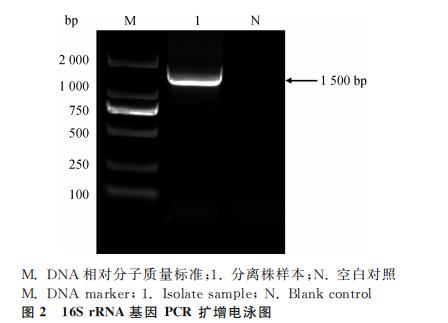 ​梅花鹿源A型产气荚膜梭菌的分离鉴定、测序、毒素型、生化、耐药性分析（二）