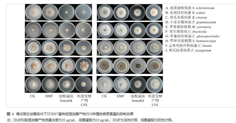 棘孢木霉TCS007菌株的固态发酵条件、次生代谢产物产量影响因素（四）