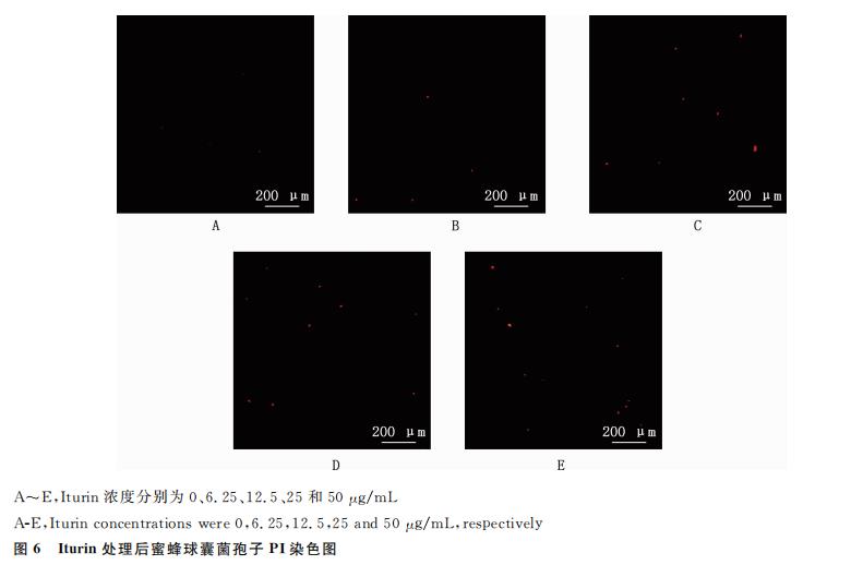 脂肽对蜜蜂球囊菌生长抑制作用及其孢子萌发的影响（三）